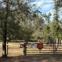 Drive In Dog Park ico
