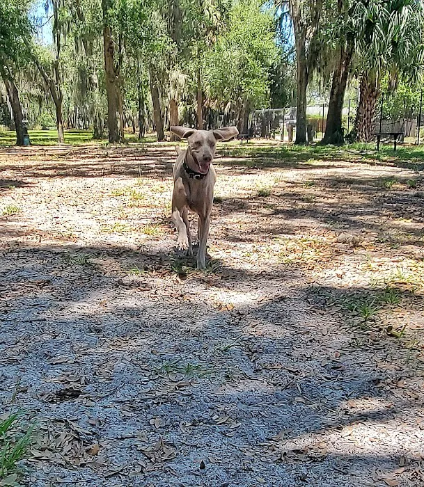 Arbor Dog Park 1