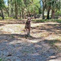 Arbor Dog Park ico