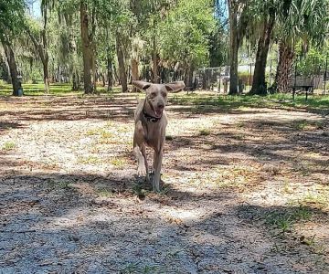 Arbor Dog Park