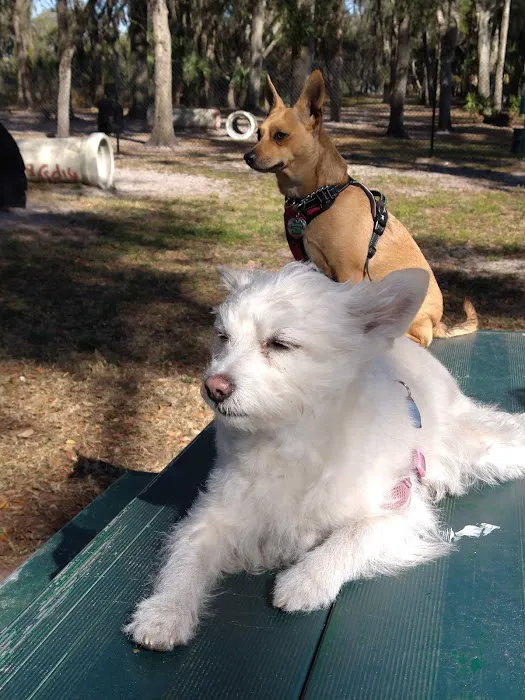 Arbor Dog Park 4