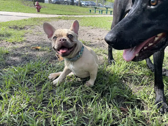 Shane Kelly Bark Park 1