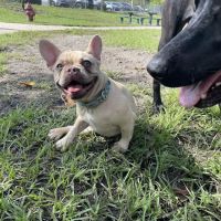 Shane Kelly Bark Park ico