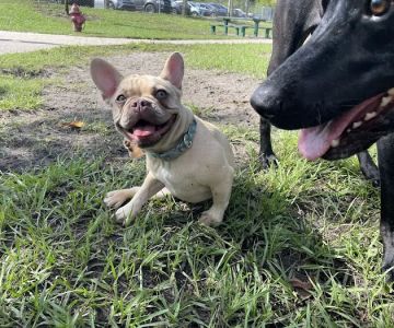 Shane Kelly Bark Park