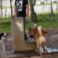 Downey Dog Park ico