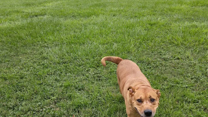 Doctors' Dog Park 9