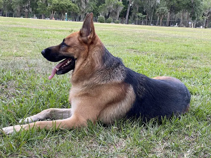 Doctors' Dog Park 8