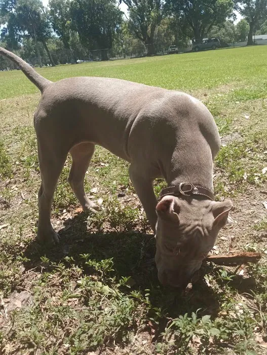 Doctors' Dog Park 3