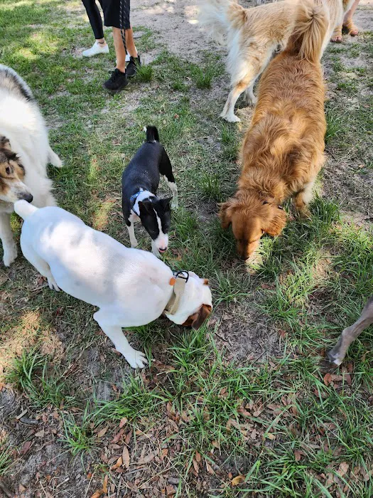 Doctors' Dog Park 1
