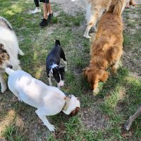 Doctors' Dog Park ico