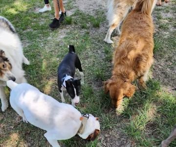 Doctors' Dog Park