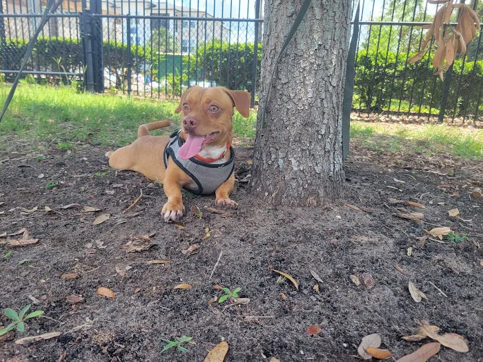 Lake Druid Dog Park 3