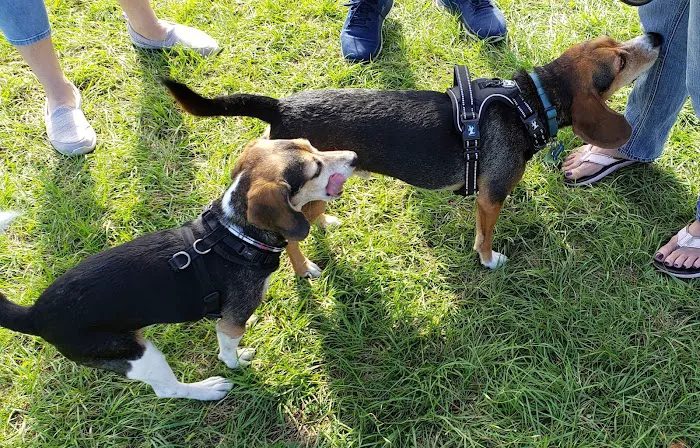 Lake Druid Dog Park 2