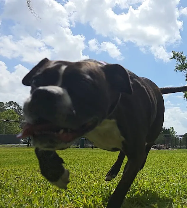 Barnett Dog park 3
