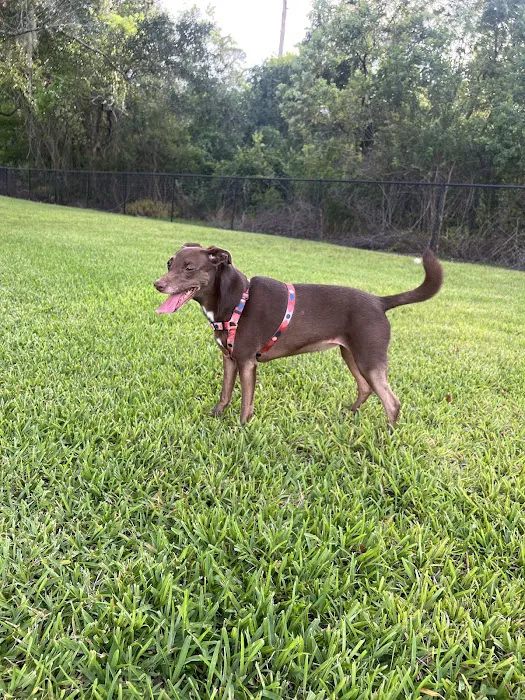 Barnett Dog park 5