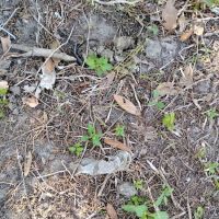 Barnett Dog park ico