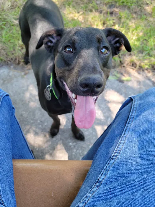 Avalon Park Dog Park 1