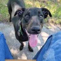 Avalon Park Dog Park ico