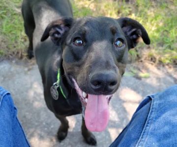 Avalon Park Dog Park