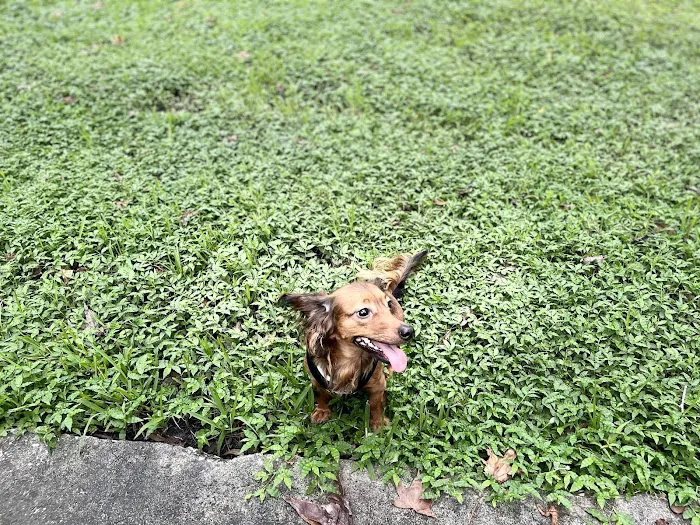 Jubilee Dog Park 6