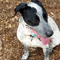 West Orange Dog Park ico