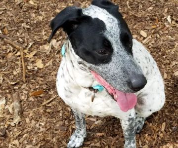 West Orange Dog Park