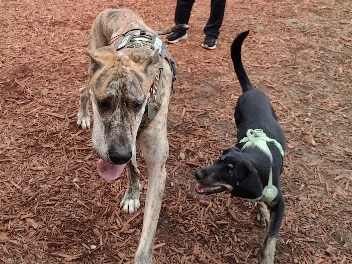 Carla Gnann-Thompson Memorial Dog Park 8