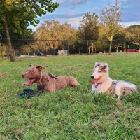Independence Community Dog Park ico