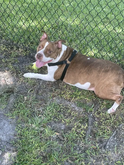 Falcon Square Dog Park 8