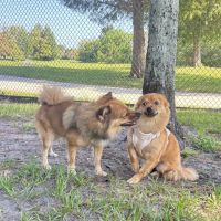 Dr. Phillips Dog Park ico