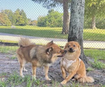 Dr. Phillips Dog Park