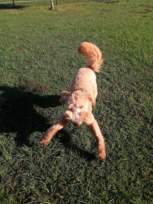 The Reserve at Sawgrass Dog Park 6