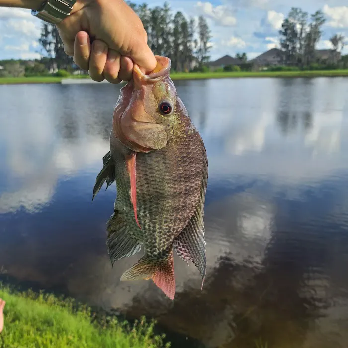 The Reserve at Sawgrass Dog Park 7