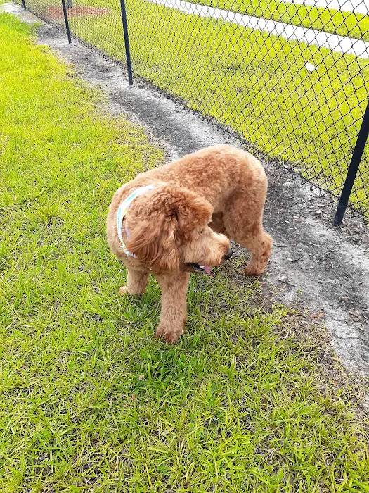 The Reserve at Sawgrass Dog Park 8