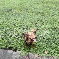 The Reserve at Sawgrass Dog Park ico