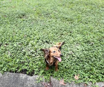 The Reserve at Sawgrass Dog Park