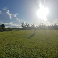 Laureate Park - Dog Park ico