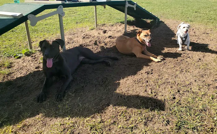 Dog park 2