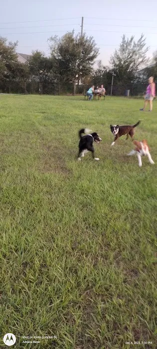 Dog park 5