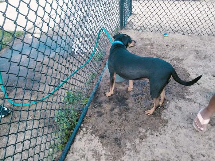 Dog park 6