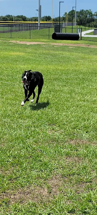 Dog park 1