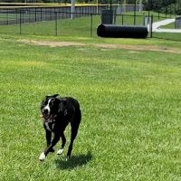 Dog park ico