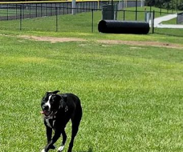 Dog park