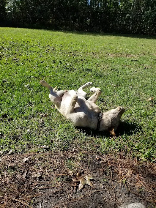 Partin Triangle Dog Park 1
