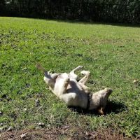 Partin Triangle Dog Park ico