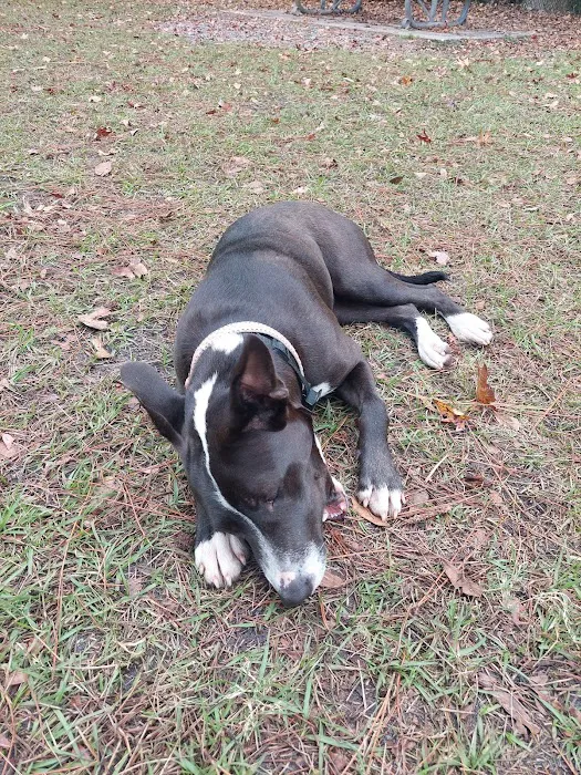 Partin Triangle Dog Park 5