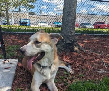 K9 Courtyard Dog Park