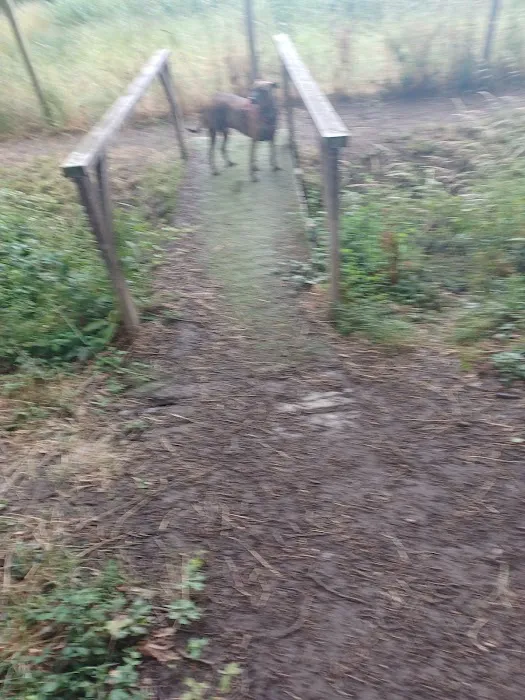 BarkPark of Wildwood 5