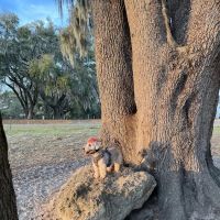 BarkPark of Wildwood ico