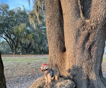 BarkPark of Wildwood